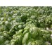 SPRAY FREE BASIL Grown In Katikati 